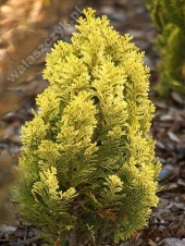 Chamaecyparis lawsoniana 'Minima Aurea' 